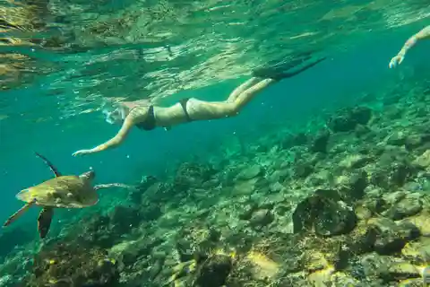 Z Abu Zabi: Snorkeling z żółwiami w Fujairah z grillem