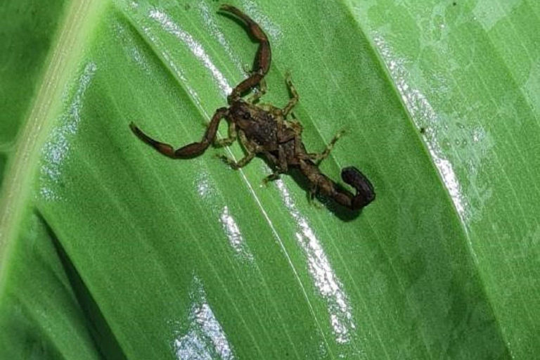 Tour noturno pela selva em Manuel AntonioExcursão particular