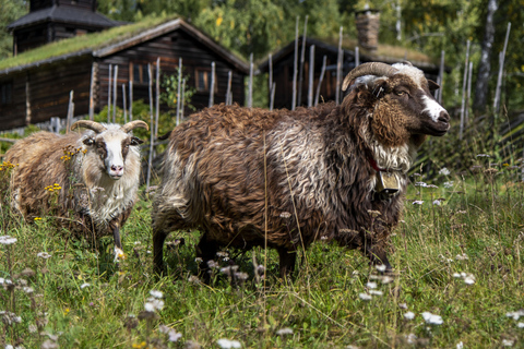 متحف مايهاوجين/المتحف الأولمبي النرويجي، ليلهامر.