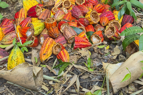 Finca Cacao & Chocolate Tour in Valle del Cauca English Version saturday & sunday