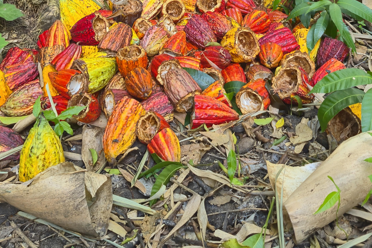 Finca Cacao & Chocolate Tour in Valle del Cauca English Version saturday & sunday
