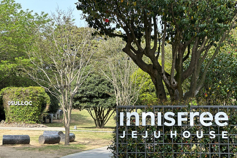 Jeju: Small Group Tour w/Pink Muhly & Tangerine Picking