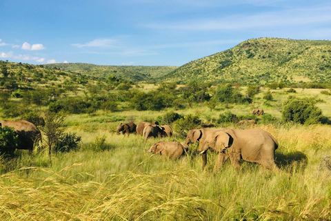 Ab Kapstadt: 2-Tages-Safari in der 4Star Garden Route Game LodgeGartenroute 2-tägig