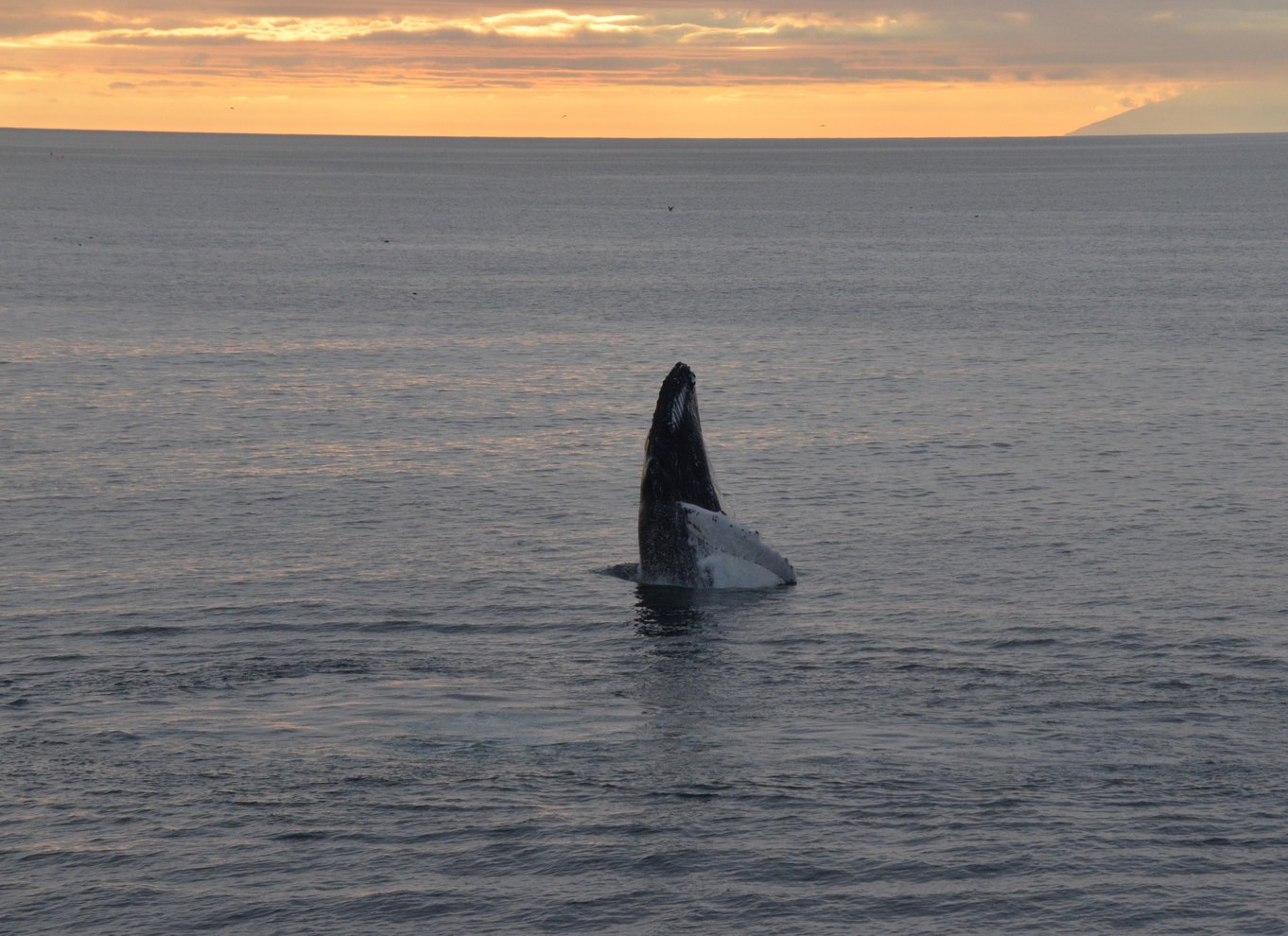 Reykjavik: Hvalsafari med midnatssol