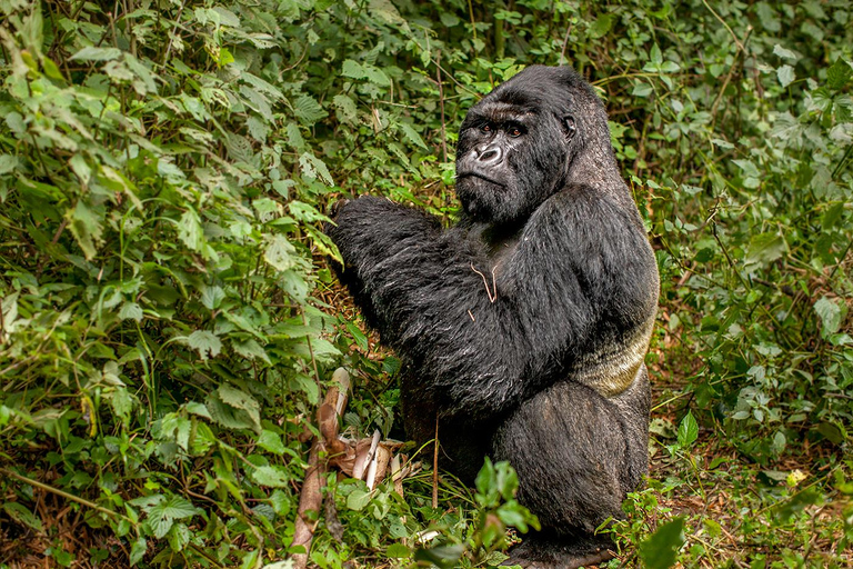 Tagestour: Gorillatrekking in Musanze