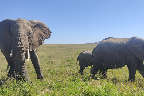 Safari de luxe de 6 jours : Hébergement de luxe