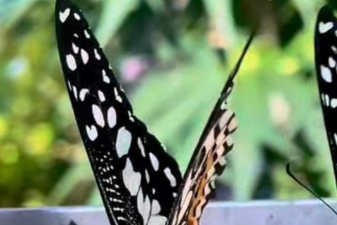 Puerto Plata: Countryside, Butterfly Farm, and Monkey Watching