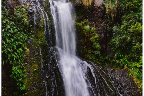Auckland: tour privato della spiaggia di Piha, della foresta pluviale e del Monte EdenAuckland: tour privato alla spiaggia di Piha, alla foresta pluviale e al Monte Eden