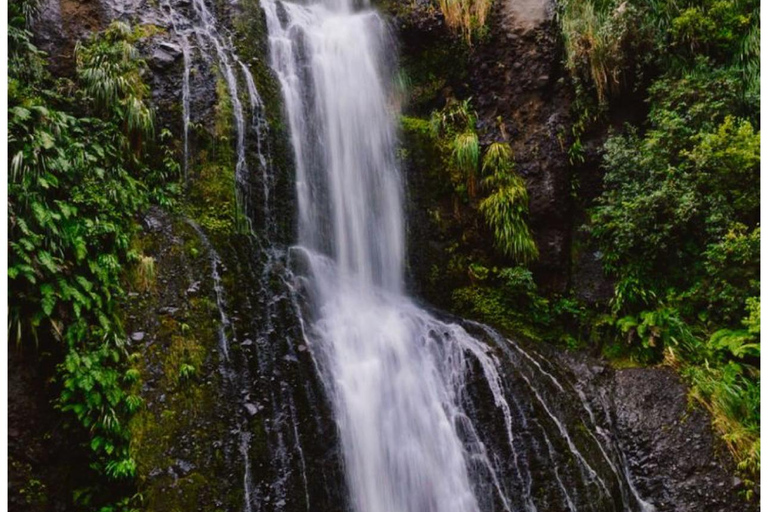 Auckland: tour privato della spiaggia di Piha, della foresta pluviale e del Monte EdenAuckland: tour privato alla spiaggia di Piha, alla foresta pluviale e al Monte Eden