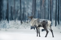 Helsinki reindeer farm visit with photos - Housity