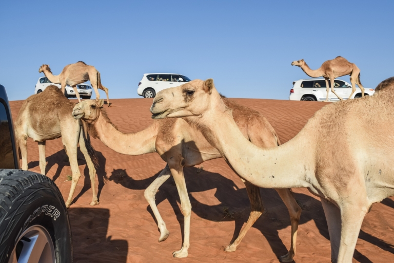 Dubai: Red Dune Safari, Camel Riding, Sandboarding & BBQ Private Red Dunes (4-Hours)