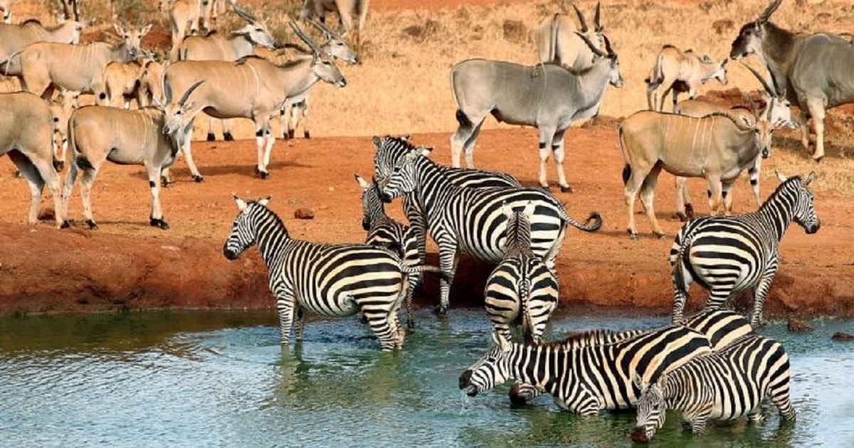 Daagse Safari Naar Tsavo Oost West Amboseli Vanuit Mombasa