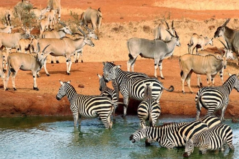 5-dniowe safari do Tsavo East, West i Amboseli z MombasySafari z Landcruiserem 4x4