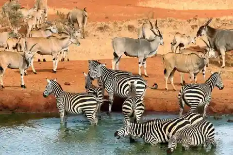 5 days safari to Tsavo East, West & Amboseli from Mombasa