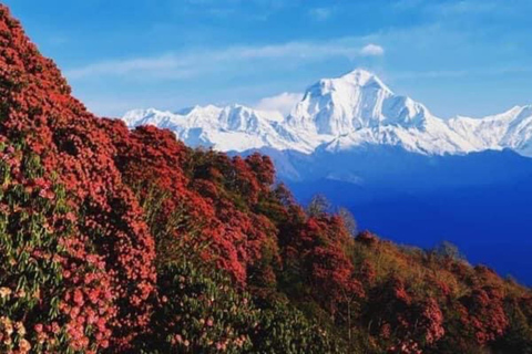 Pokhara: 3-Day Astam, Dhampus, and Australian Camp Trek Pokhara: 3-Day Full Package