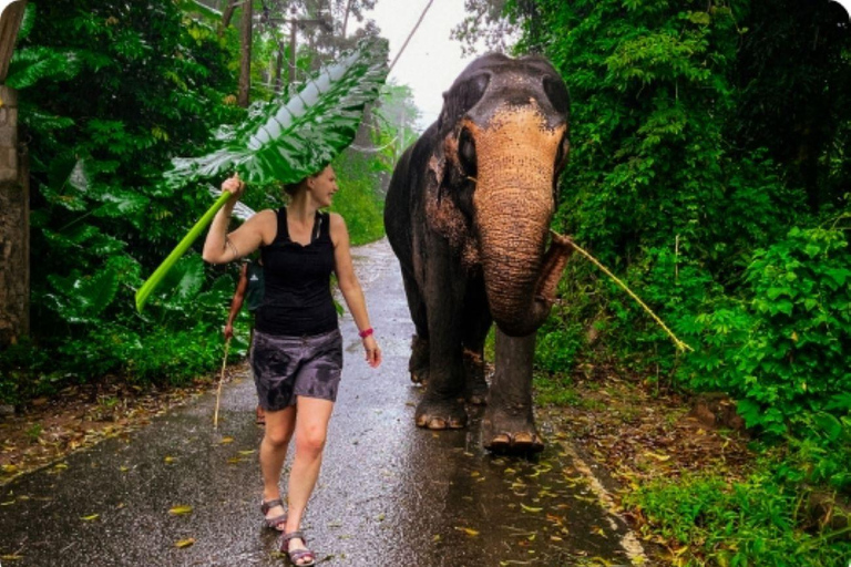 Kandy Day Trip: Ambuluwawa, Elephants & Lunch All Inclusive Pickup from Colombo /Negombo