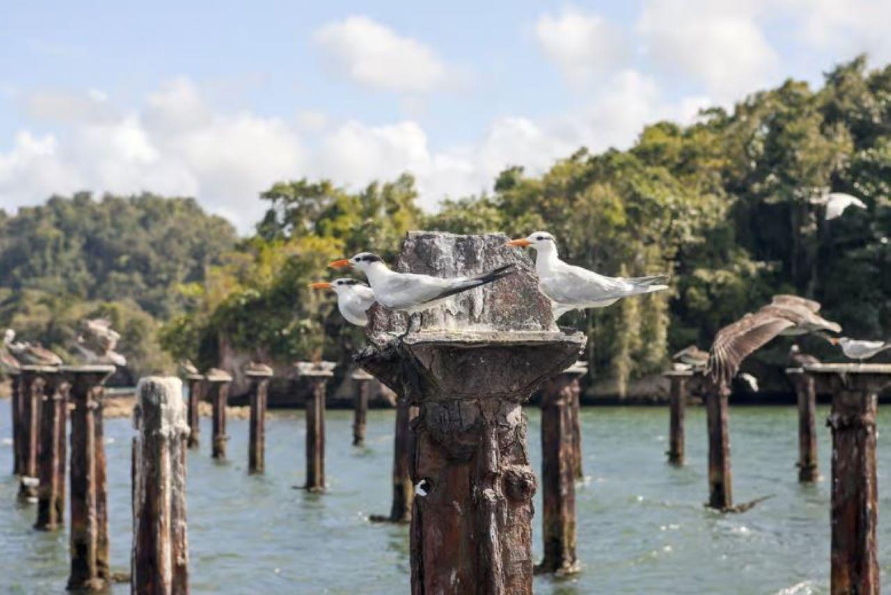 Samaná: Geführte Bootstour im Nationalpark Los Haitises & Mittagessen
