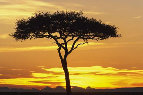 Det bästa av nationalparkerna Masai Mara och Lake Nakuru