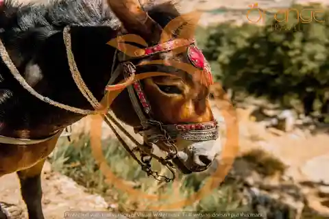 LasithiPlateau : Explorez le folklore du Plateau