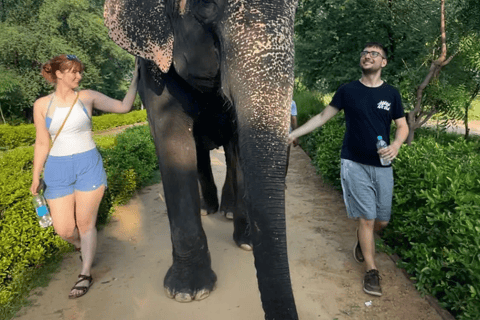 Jaipur: Amer fort, Hawa Mahal and Elefantastic Jaipur Tour