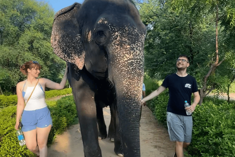 Jaipur: Amer fort, Hawa Mahal and Elefantastic Jaipur Tour