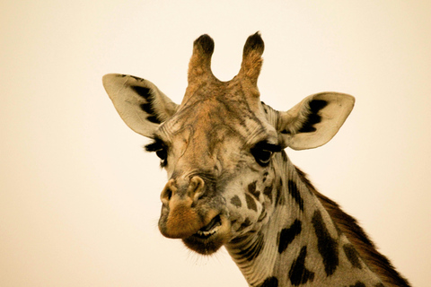 Tanzania: tour di 7 giorni della fauna selvatica e della romantica isola di Zanzibar