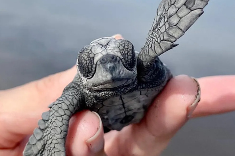 San Blas: Baby Turtle Release & Beach Day Trip
