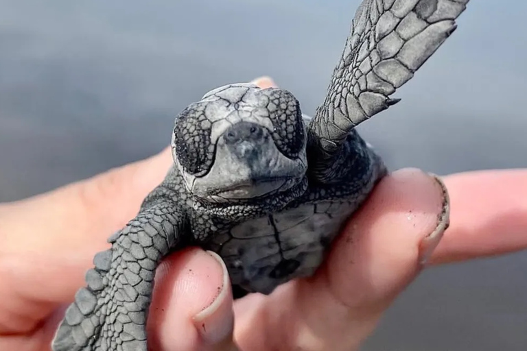 San Blas: Baby Turtle Release & Beach Day Trip
