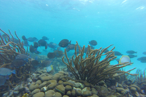 Glass Bottom Nylon Pool Tour in Buccoo Reef