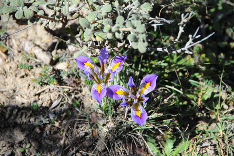 Creta: Excursión Guiada de Senderismo por la Meseta de Lassithi
