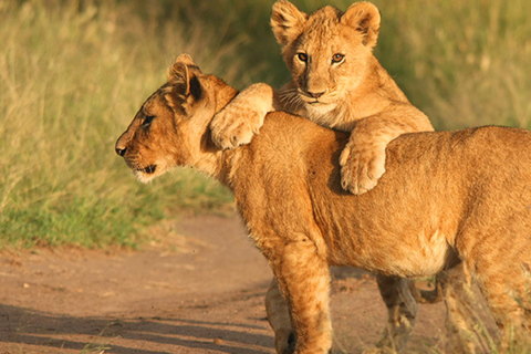 Mombasa/Watamu: 3-Day Tsavo East and Salt Lick Safari