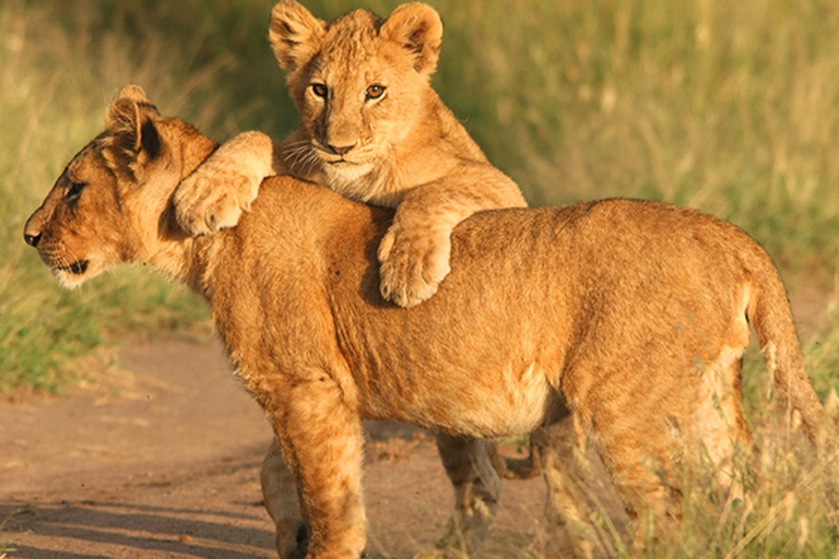 Mombasa/Watamu: 3-Day Tsavo East and Salt Lick Safari