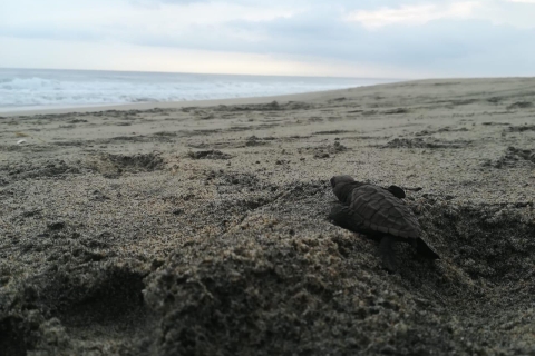 Puerto Escondido: expérience de libération de tortues
