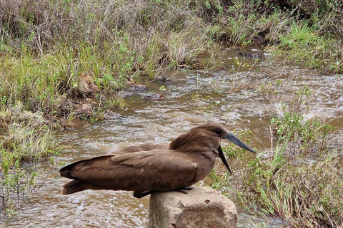 Nairobi: Half Day guided tour to Nairobi National Park