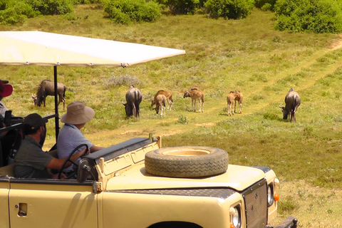Schotia Safari – Big 5 Experience with High Lion Sightings