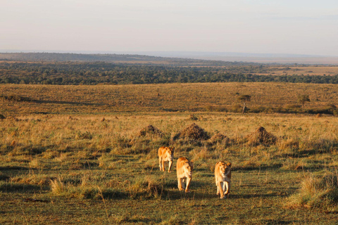 Nairobi: 6Days Maasai Mara, Nakuru and Amboseli Group Safari Accomodation Upgrade