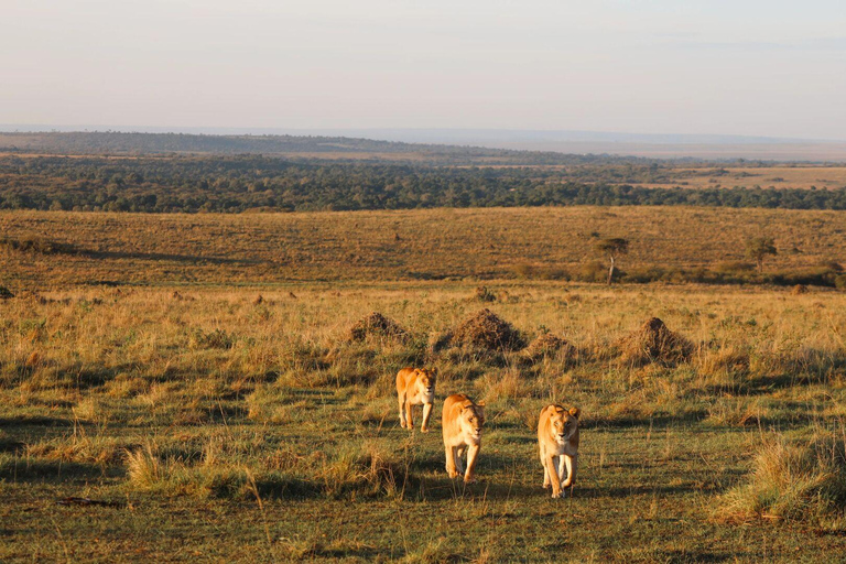 Nairobi: 6Days Maasai Mara, Nakuru and Amboseli Group Safari Accomodation Upgrade