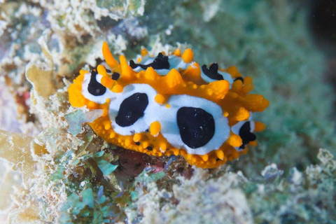 Zanzibar: Chumbe Island coral reef w. Lunch PRIVATE TOUR WITH HOTEL PICK UP & DROP OFF