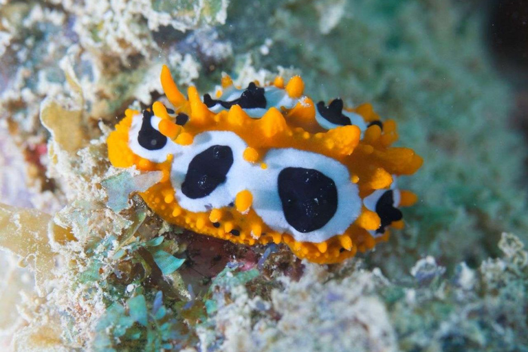 Zanzibar: Chumbe Island coral reef w. Lunch PRIVATE TOUR WITH HOTEL PICK UP & DROP OFF