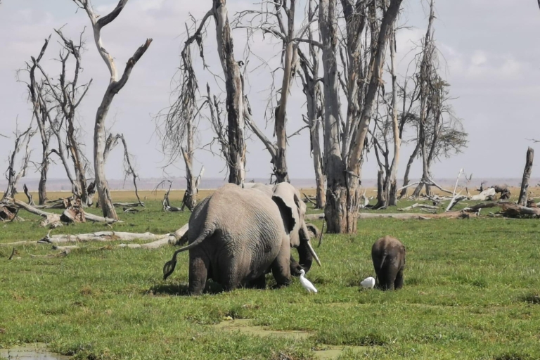 Jednodniowa wycieczka do Parku Narodowego Amboseli z Nairobi