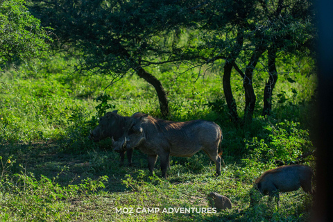 Kruger Park: Big Five Photography Expedition from Maputo