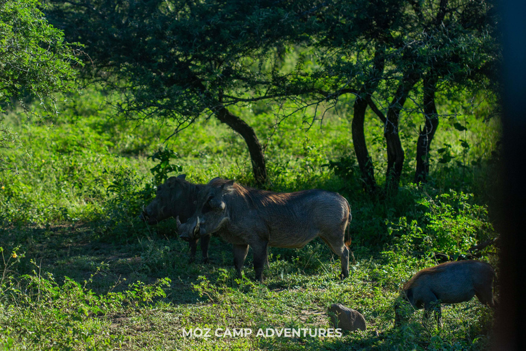 Kruger Park: Big Five Photography Expedition from Maputo