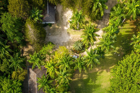 Luminous Lagoon and Rose Hall Great House Night Tour From Falmouth/ Trelawny