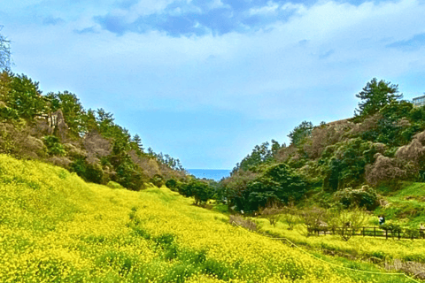(Hotel PickUp) Jeju: West South Spring Canola & UNESCO Tour