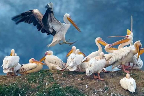 巴拉特布尔：凯奥拉迪奥国家公园导览游（含接送）巴拉特布尔：凯奥拉德奥国家公园导览游（含接送）