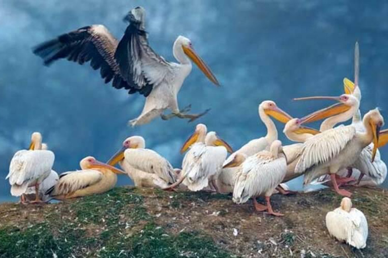 巴拉特布尔：凯奥拉迪奥国家公园导览游（含接送）巴拉特布尔：凯奥拉德奥国家公园导览游（含接送）