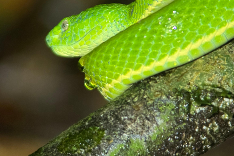 Monteverde: Night Tour with Night Vision Goggles