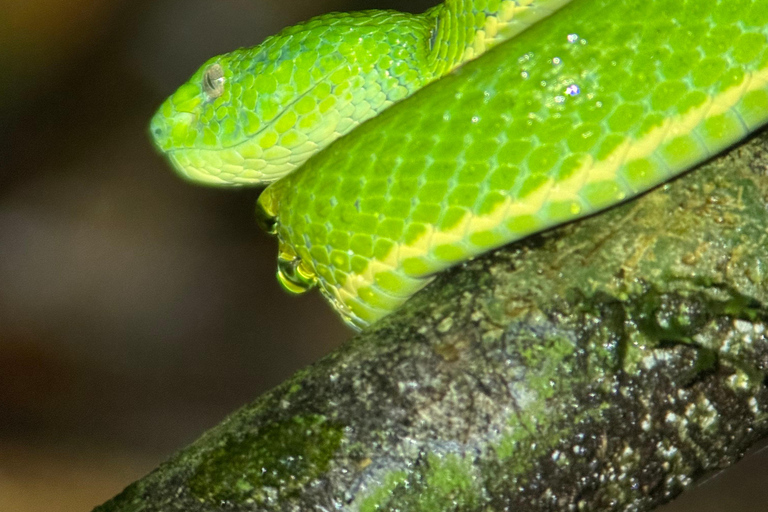 Monteverde: Night Tour with Night Vision Goggles