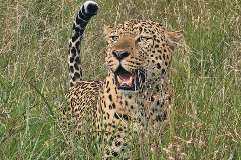 Nairobi: National Park, Karen Blixen Museum & Beads Safari