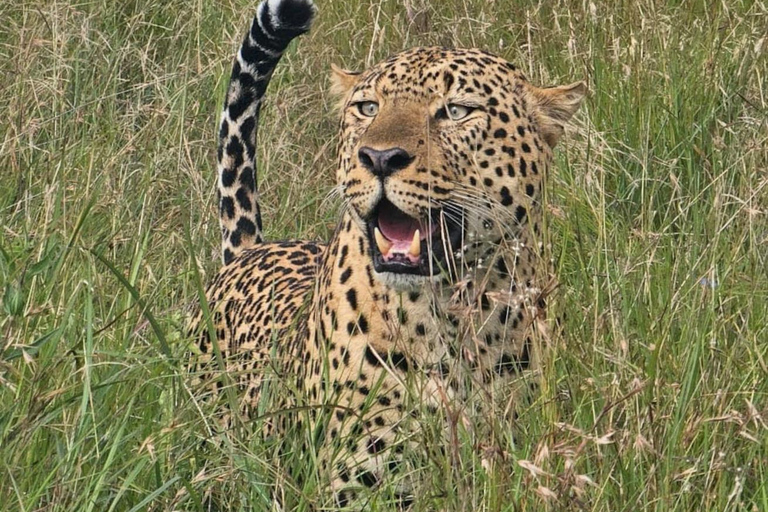 Nairobi: National Park, Karen Blixen Museum & Beads Safari